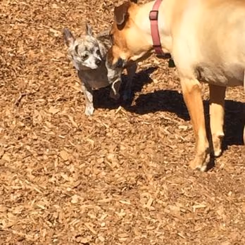 Canine Skyline Dog Park photo 2